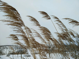 风（治愈纯音乐）