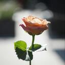 有你在 (Whatever中文版)