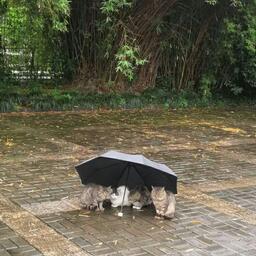 不謂俠(向江南折過花)