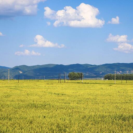 斯卡布罗集市 (纯音乐版)